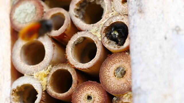 Solitary bee emerging from bamboo nesting tube in insect hotel.