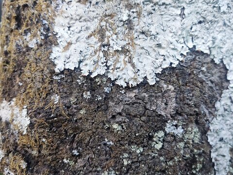 Detailed texture of rough tree bark with grey foliose lichen growth.