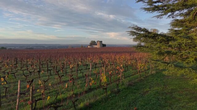 Aerial drone view over vineyard fields surrounding ancient stone church at sunset golden hour.