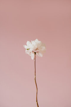 Single White Peony Flower Head On Long Stem