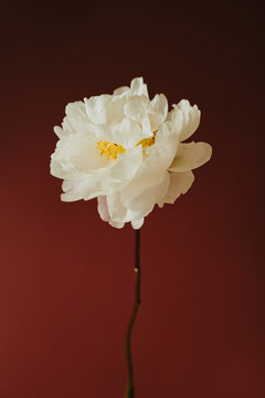 Single Fresh White Peony On Long Stem Isolated Over Dark Red Background