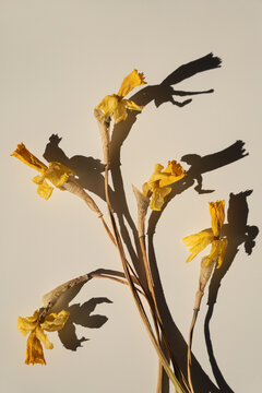 Flat Lay Of Withered Yellow Narcissus Flowers On Light Warm Background