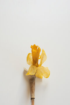 Solitary Dry Yellow Daffodil Flower With Translucent Petals On Light Neutral Background
