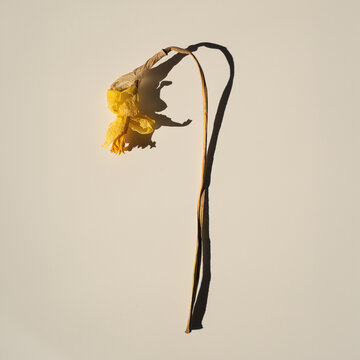 Minimalist Top View Of Withered Yellow Narcissus Stem On Light Neutral Background