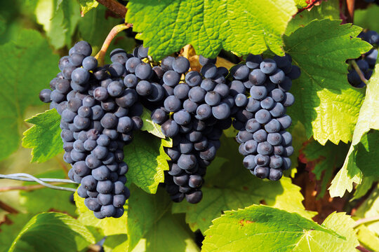 Blue grape-vine