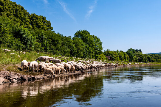 A flock of sheep drinks water from the Weser river in Germany