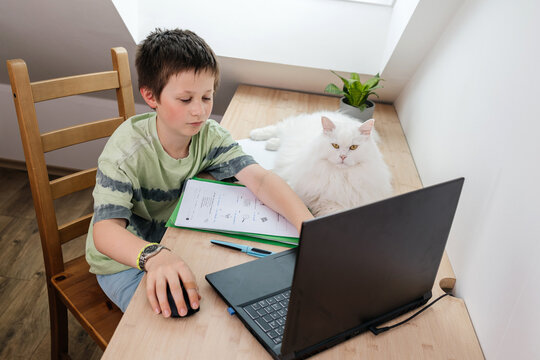 Student studying at home desk with laptop and white cat
