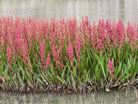Blooming wild sorrel near the monastery  Shey, Landakh