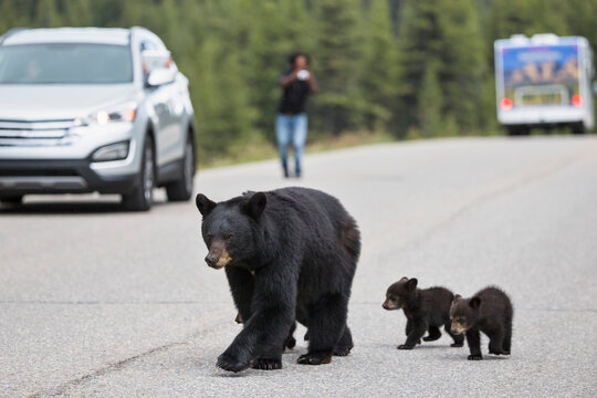 A black bear family crosses a road in Jasper National Park