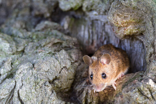 Germany, Bavaria, Yellow-necked Mouse on rock, close up