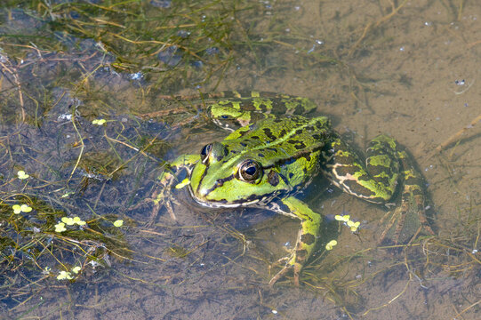 Gr&uuml;ner Wasserfrosch mit dunkler Fleckenzeichnung sitzt im klaren, flachen Teichwasser zwischen Wasserpflanzen und treibenden Wasserlinsen, nat&uuml;rliches Tageslicht betont seine gl&auml;nzende Haut.