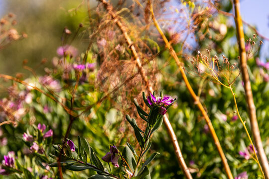 Polygala myrtifolia pertenece a la familia Polygalaceae.