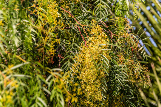 Schinus molle pertenece a la familia Anacardiaceae.