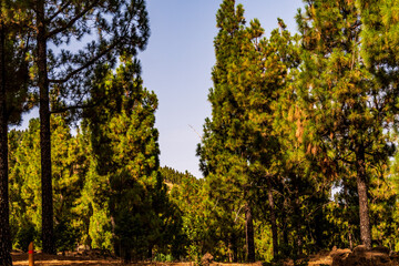 Paisaje en un área recreativa de Gran Canaria. © CarlosHerreros