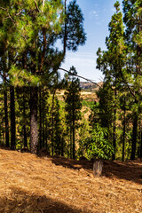 Paisaje en un área recreativa de Gran Canaria. © CarlosHerreros