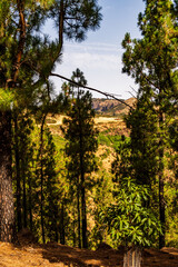 Paisaje en un área recreativa de Gran Canaria. © CarlosHerreros