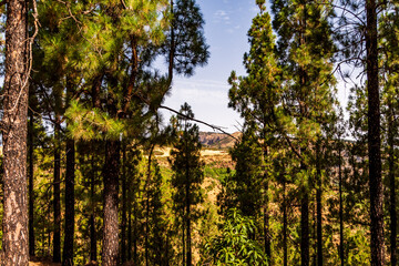 Paisaje en un área recreativa de Gran Canaria. © CarlosHerreros