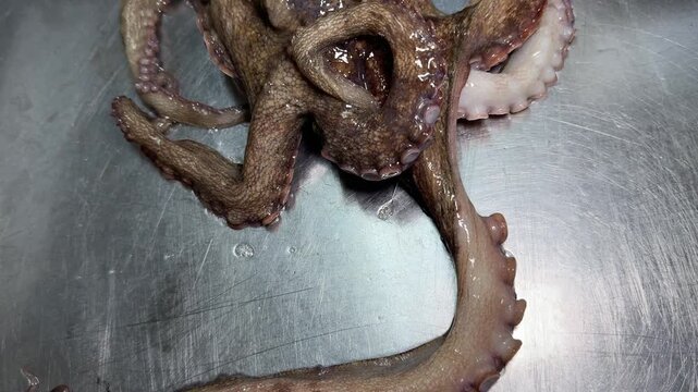 Octopus Tentacles Close Up on a Steel Table: Japanese Seafood Texture at an Izakaya Kitchen (Tako)