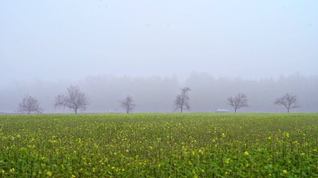 Misty morning over a field of yellow flowers with bare trees in a row.