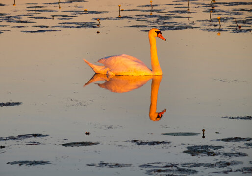Germany, Baden-Wuerttemberg, mute swan, Cygnus olor, in the morning light
