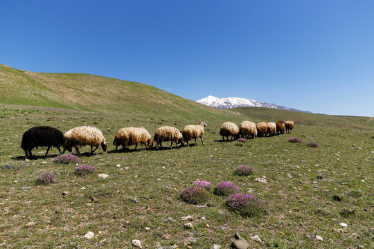 Turkey, Anatolia, Eastern Anatolia Region, Bitlis Province, near Adilcevaz, Taurus Mountains, alpine flock of sheep walking on meadow, Volcano Suephan Dagi in the background