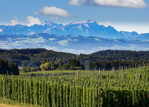 Germany, Baden-Wuerttemberg, Tettnang, hop field with mountains in background