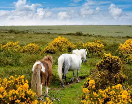 UK, Devon, two Dartmoor ponies at Dartmoor National Park