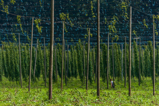 Germany, Bavaria, Attenhofen, hop harvest