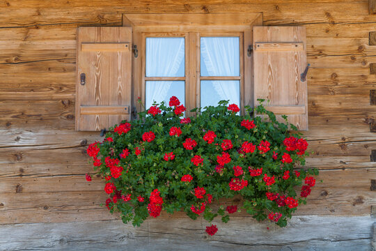 Germany, Bavaria, Geranium on window sill