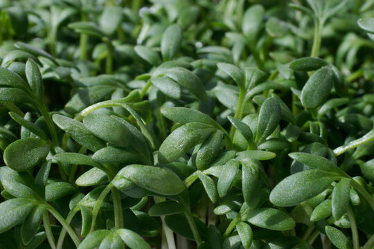 Garden cress, close up