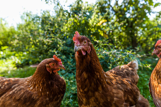 Free range chicken
