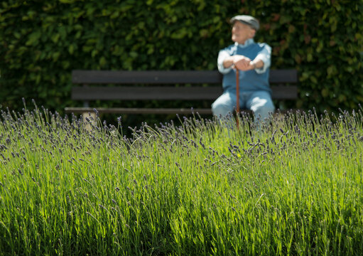 Happy old man sitting on park bench with lavender field in the foreground