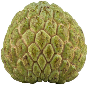 Fresh green sugar apple custard fruit on black.
