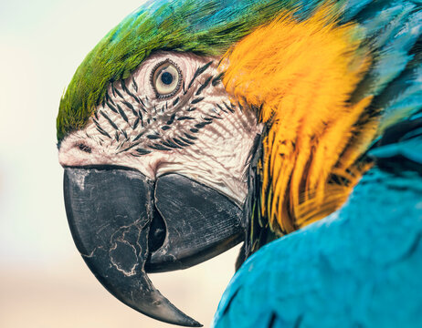 Spain, Malaga, Parrot, close up