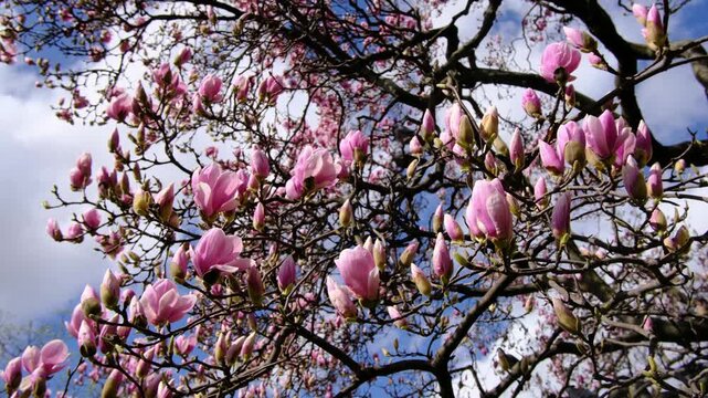 Beautiful pink magnolia trees bloom under blue cloudy sky in Zagreb. Historic architecture and King Tomislav monument appear through spring flowers near central railway station.