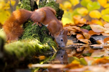 Naklejka premium A european red squirrel drinks water from a forest pond. A cute european red squirrel in autumn forest. Sciurus vulgaris