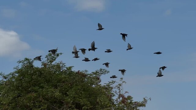 Dense flock of starlings suddenly taking flight together from green treetop into sunny blue sky