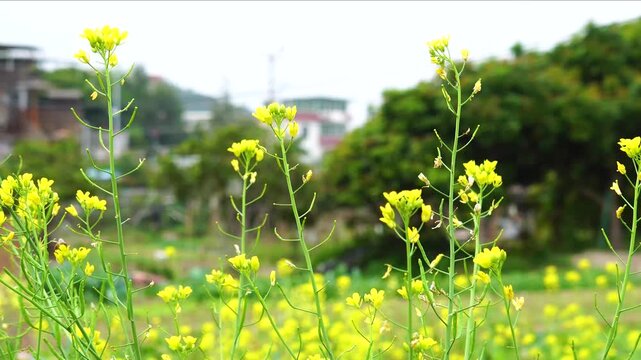 Yellow Wildflowers Blooming in a Green Urban Garden