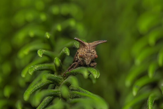 Camouflaged Treehopper Insect Resting On Green Plant, Macro Nature Photography