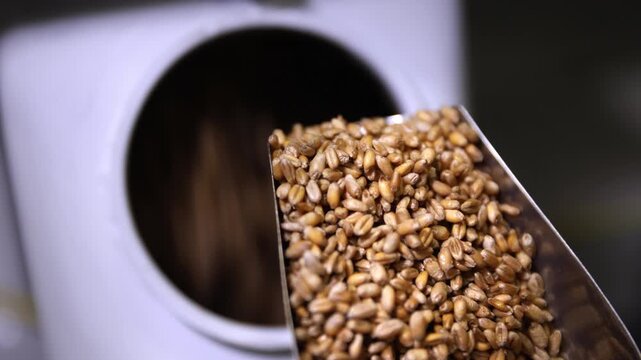 Close up of wheat kernels being poured from a metal scoop into an industrial mill for grinding, showcasing the initial stage of flour production and agricultural processing in slow motion