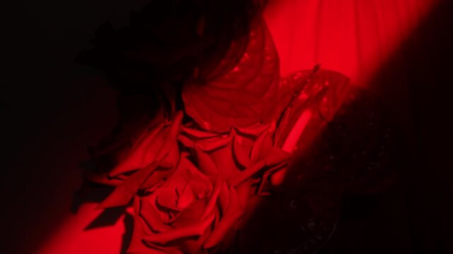 Closeup roses and glossy anthurium leaf revealed by moving red spotlight, widescreen cinematic framing, with rose, petal, flower, anthurium detail, showing leaf, vein, red, scarletcontext