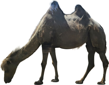 Camel grazing in a natural setting