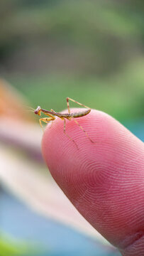 Tiny anemic mantis Insect Resting on a Fingertip Showing Its Small Size