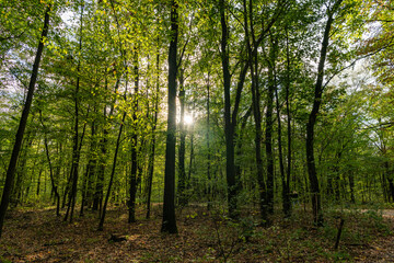 Fototapeta premium Path with fallen leaves in forest outdoor. Autumn nature landscape. Fallen leaves in park. Nature fall season. Fall season park. Autumn landscape with path in nature. Hiking in fall forest