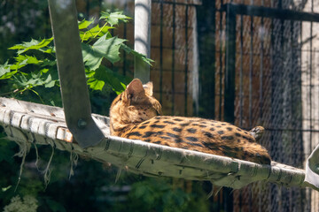 Serval Resting on Hammock © KAMIL KOSIBA