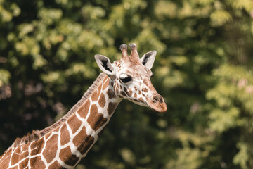 Naklejka premium Giraffe's Gentle Gaze
