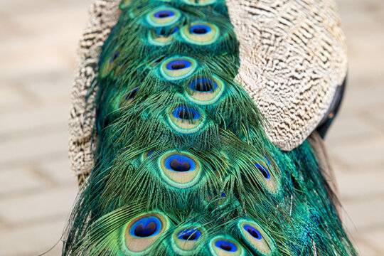 Peacock Tail Feathers Detail