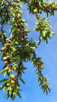 Ripening almonds in husks hanging on branches in Pfalz almond orchard