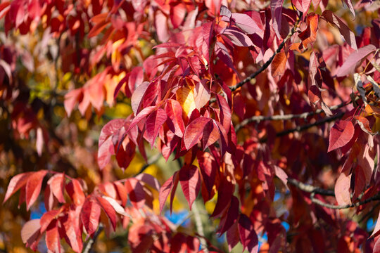 Autumn leaves on park trees. Leaves orange color. Nature fall season. Fall season weather. Red autumn leaf natural foliage. Autumn nature. Red leaves in forest. Seasonal autumnal tree