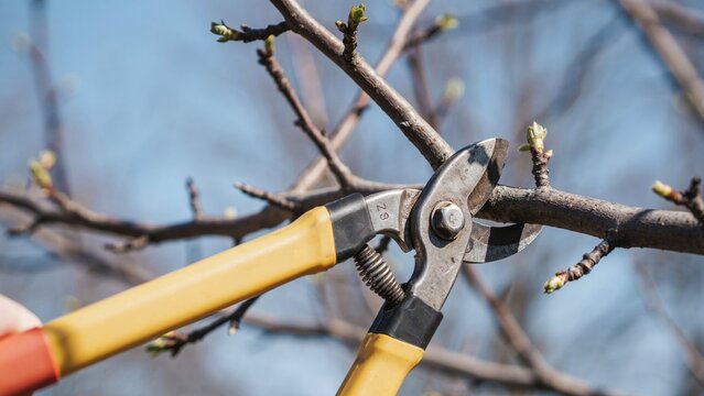 Gardener pruning tree branches with yellow shears for seasonal maintenance and plant care.